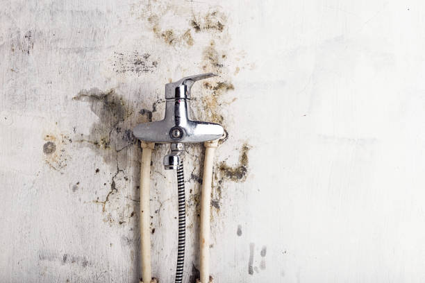 Best Mold Cleaning Services  in Cut Off, LA