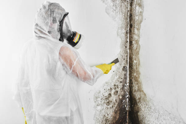Best Mold Removal Company Near Me  in Cut Off, LA