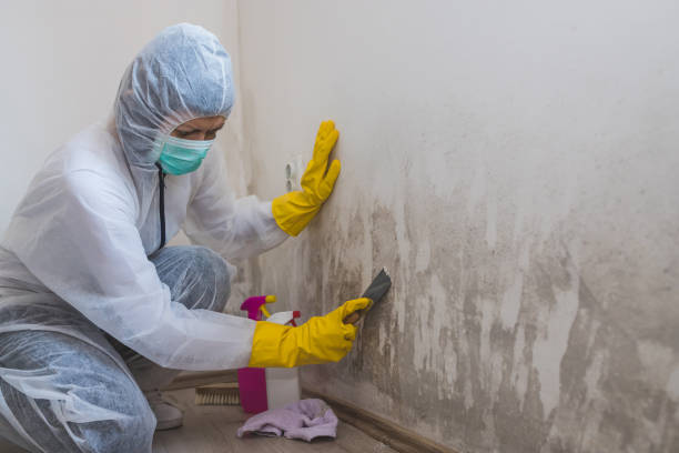 Best Residential Mold Removal  in Cut Off, LA