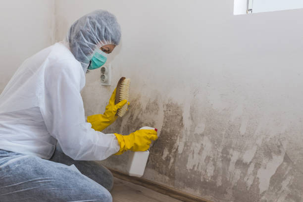 Best Crawl Space Mold Removal  in Cut Off, LA