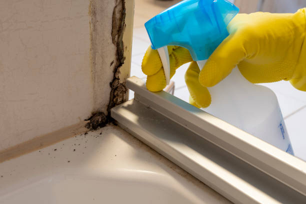 Professional Mold Removal in Cut Off, LA
