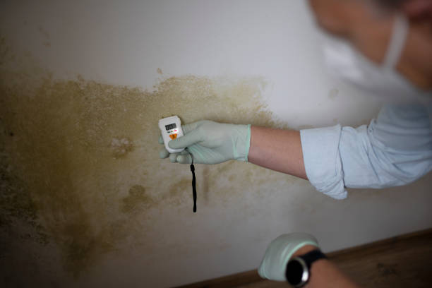 Best Toxic Mold Removal  in Cut Off, LA