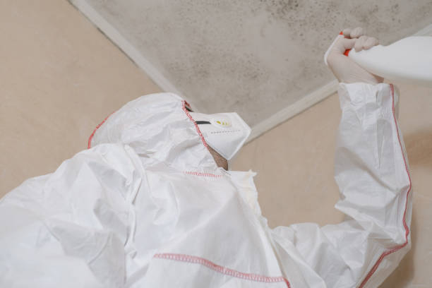 Certified Mold Removal in Cut Off, LA