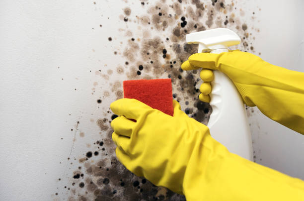 Best Same-Day Mold Removal  in Cut Off, LA