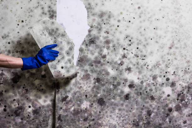 Best Attic Mold Removal  in Cut Off, LA