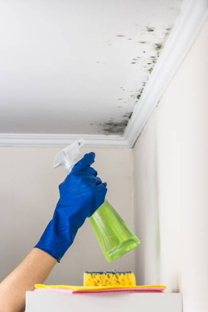 Best Fast Mold Removal  in Cut Off, LA