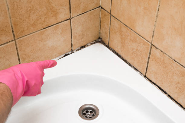 Best Professional Mold Removal  in Cut Off, LA